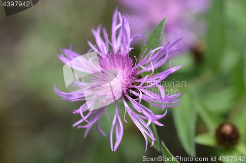 Image of Purple flower