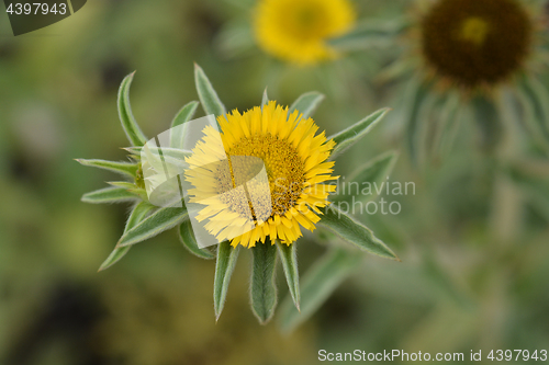 Image of Spiny Starwort