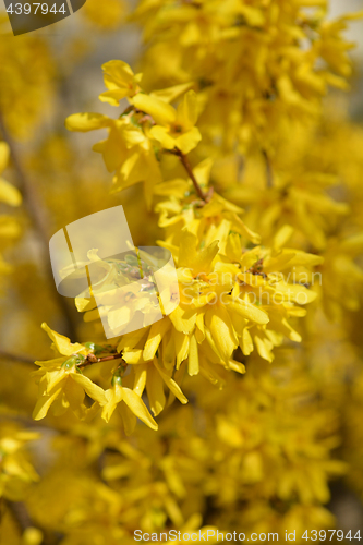 Image of Yellow forsythia flowers