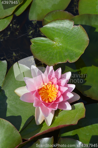 Image of Water lily