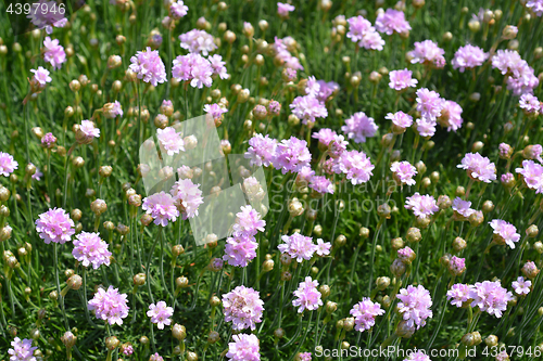 Image of Common thrift