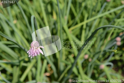 Image of Chives flower