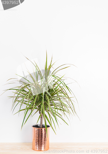 Image of Beautiful Madagascar dragon tree in a copper pot