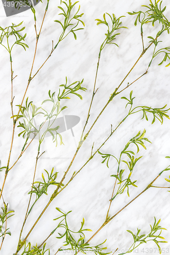 Image of Young green bamboo branches on marble background
