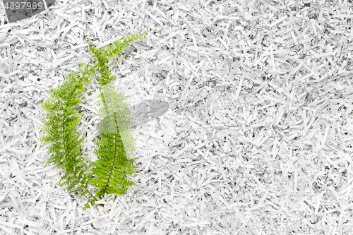 Image of Green plant in a heap of shredded paper