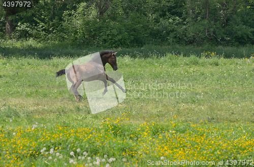 Image of Foal on a spring pasture