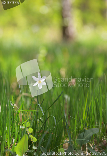 Image of wild daffodils on field