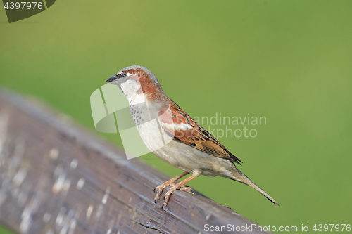 Image of House Sparrow( Passer domesticus )