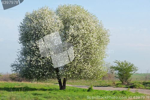 Image of Blossoming Cherry Tree 