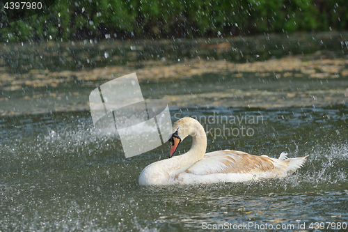 Image of Swan in spring rain