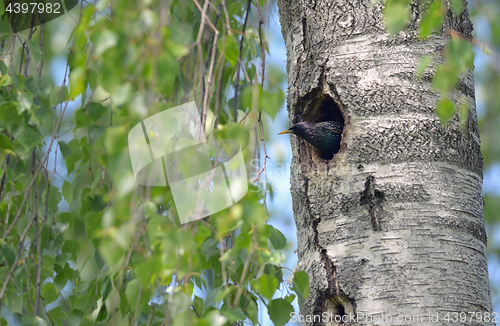 Image of Starling Nesting in forest