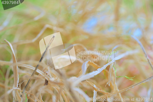 Image of Looking for a needle in a haystack 