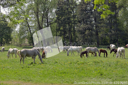Image of Herd of horses on the spring