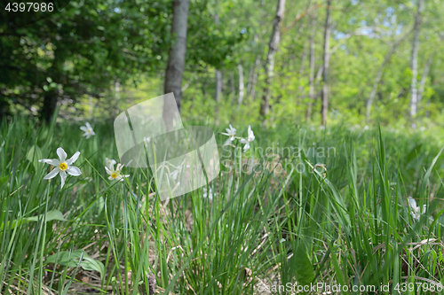 Image of Meadow of wild daffodils
