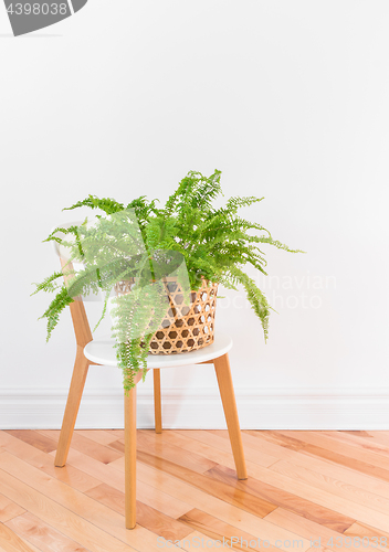 Image of Green fern plant in a basket on a stylish chair