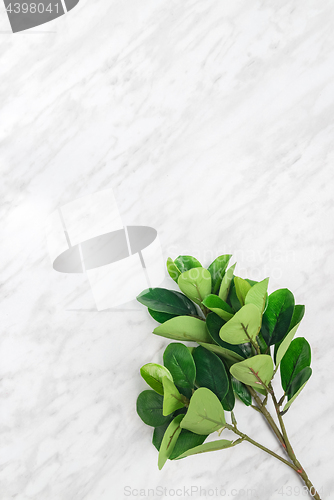 Image of Ficus tree branch on marble background