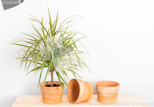 Image of Madagascar dragon tree in a clay pot