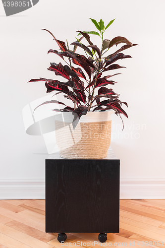 Image of Colorful Croton plant in a textile basket