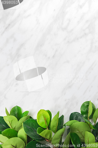 Image of Branches with green ficus leaves on marble background