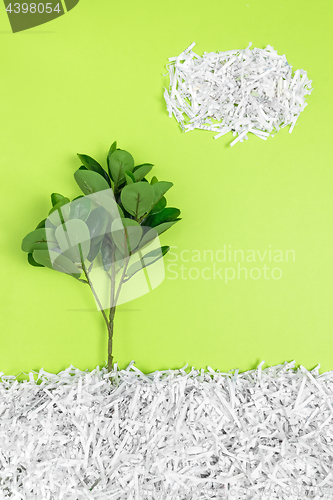 Image of Green tree growing in recycled shredded paper