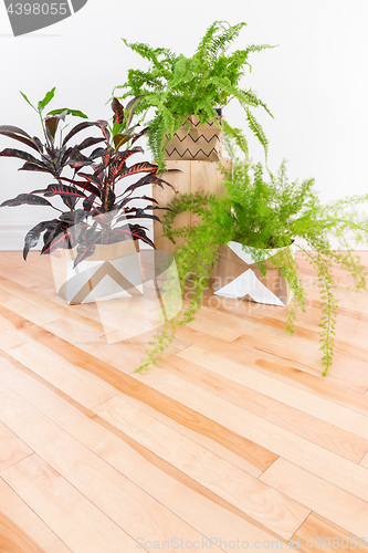 Image of Beautiful green plants in a room with wooden floor
