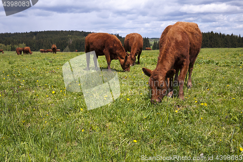 Image of Cattle on pasture