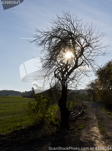 Image of Silhouette of tree, dirt road and field in autumn.