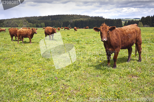 Image of Cattle on pasture