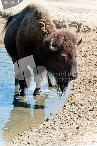 Image of American bison