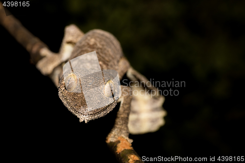 Image of Giant leaf-tailed gecko, Uroplatus fimbriatus, Madagascar