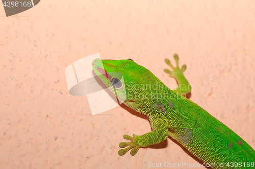 Image of Phelsuma madagascariensis day gecko, Madagascar