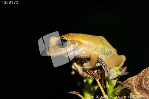 Image of Beautiful frog Boophis rhodoscelis Madagascar