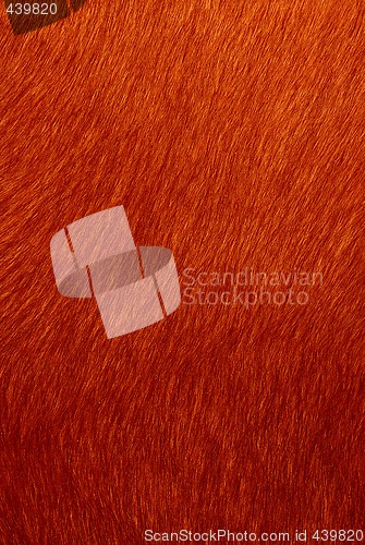 Image of fur
