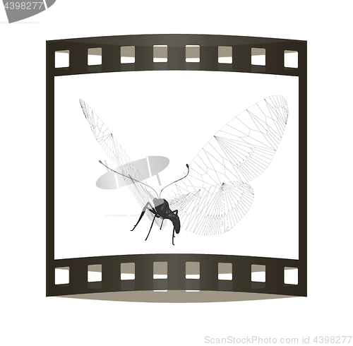 Image of Line butterfly concept. 3d illustration. The film strip.