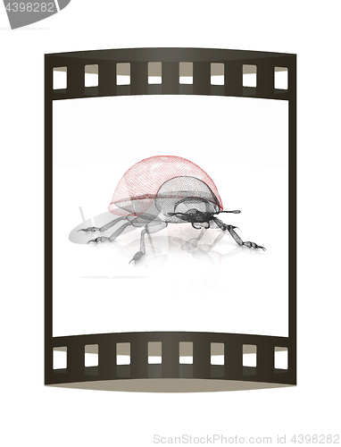 Image of Ladybird on a white background. 3D illustration.. The film strip