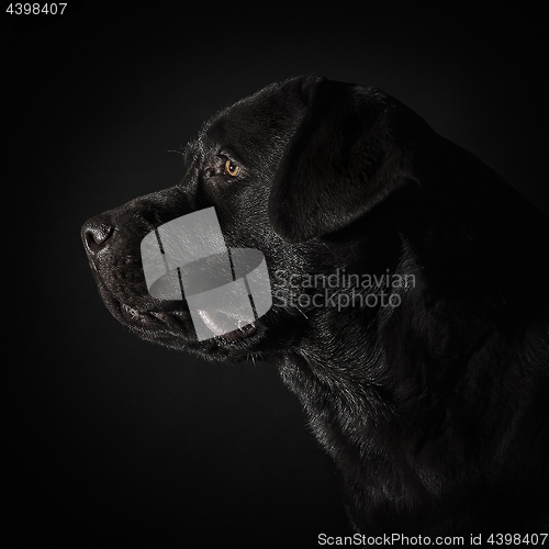 Image of The portrait of a black Labrador dog taken against a dark backdrop.