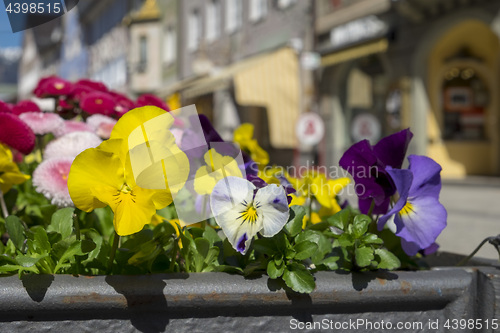 Image of Flowers in Garmisch-Partenkirchen in spring