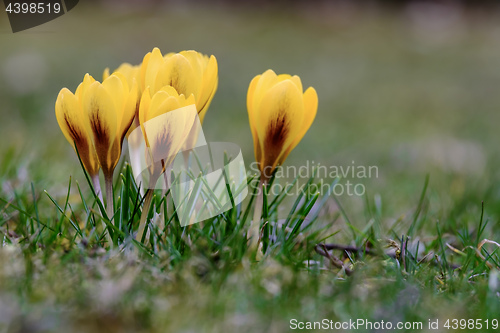 Image of Crocus flowers