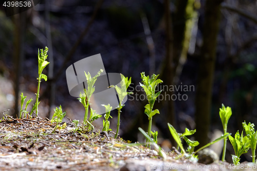 Image of Landscape Garmisch-Partenkirchen