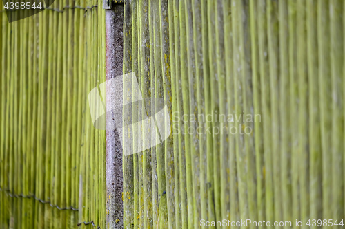 Image of Moss on wooden fence