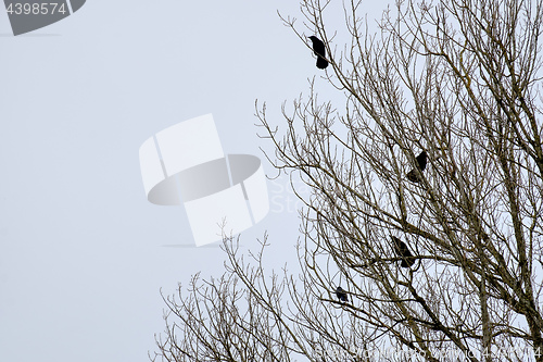 Image of Raven on a tree