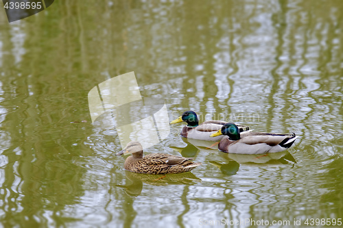 Image of Mallard ducks on a lake