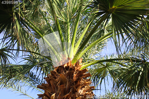 Image of Upper branches of palm tree 