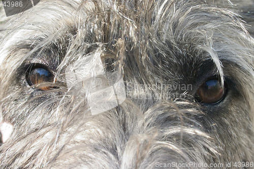 Image of Deerhound Eyes