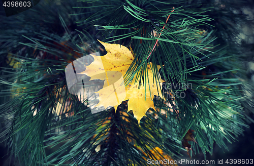 Image of Bright yellow leaf of maple stuck in coniferous tree branches