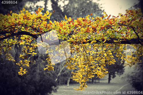 Image of Bright yellow branch of autumn tree 