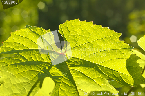 Image of Leaf of grape glowing in sunlight