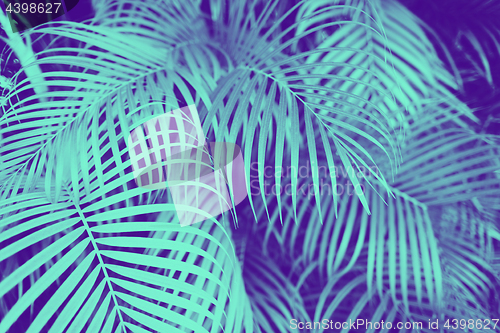 Image of ultra violet and blue duotone palm tree leaves