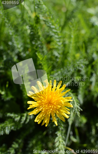 Image of Sunny yellow dandelion flower 