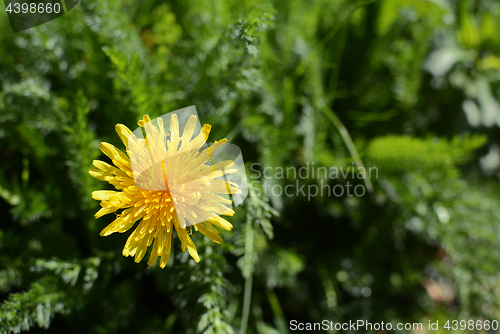 Image of Bright yellow dandelion among lush green weeds